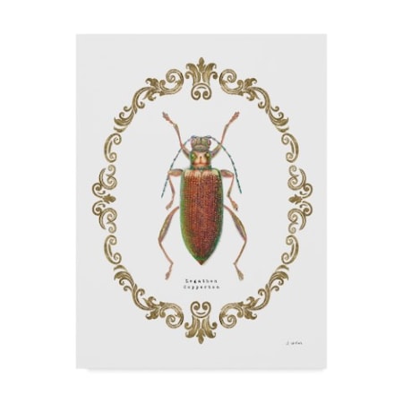 James Wiens 'Adorning Coleoptera Vi' Canvas Art,35x47